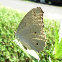 Gray Pansy