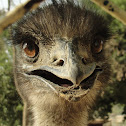 Emu