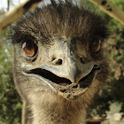 Emu