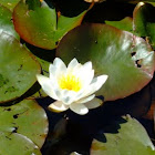 Waterlily