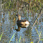 Pied-billed Greebe