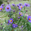 Purple-stemmed Aster