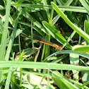 Citrine Forktail, female