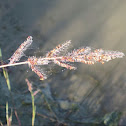 Barnyard Grass