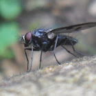 Fly