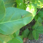Flies