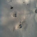 White-tailed Deer