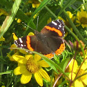 Red Admiral