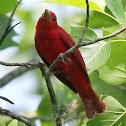 Summer tanager