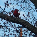 Northern Cardinal