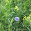 Cornflower