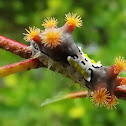 Mottled cup moth