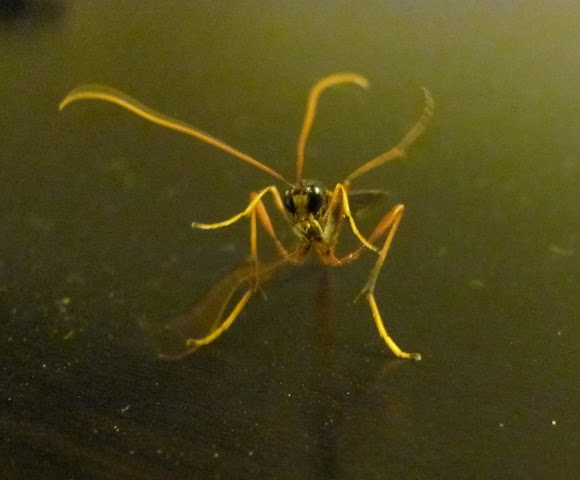 Spotting Image 1