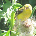 American Goldfinch