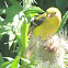 American Goldfinch