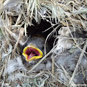 House Sparrow (babies)
