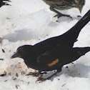 Red-winged blackbird male