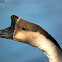 Brown Chinese Goose