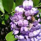 Texas Mountain Laurel