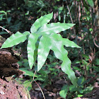 Gold foot fern