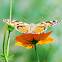 Painted Lady
