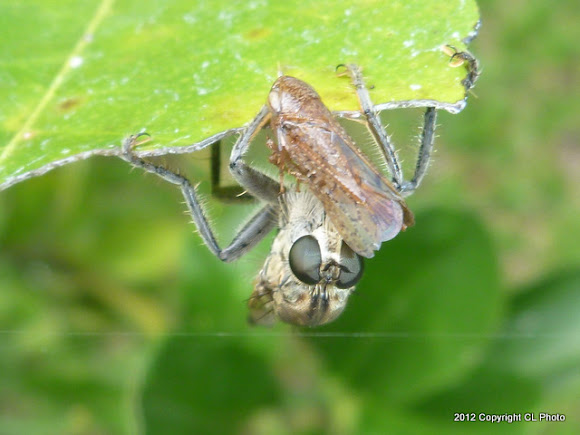 Spotting Image 1