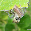 Robber Fly