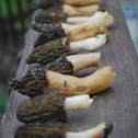 Black Morel