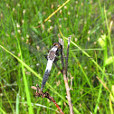 Chalk-fronted Corporal