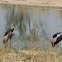 Grey Crowned Crane