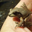 Stony creek frog