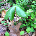 Mayapple