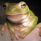 Green Tree Frog