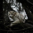 Arctic Fox 
