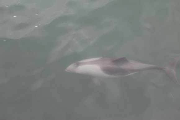 Spotting Image 1