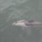 Haviside's Dolphin