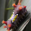 Mottled cupmoth  (mature larva)