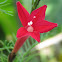 Ipomoea quamoclit