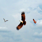 Brahminy Kite