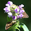 Skipper Butterfly