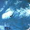 Hammerhead Shark