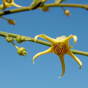 Tall tailflower 