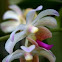 Vanda