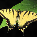 Eastern tiger swallowtail