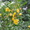 American Bumble Bee