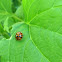 Multicolored Asian Lady Beetle