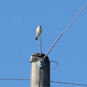 American Kestrel