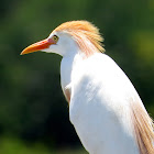 Cattle Egret