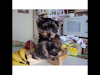Cachorros Yorkshire Fca Machos Y Hembras Tarjeta