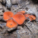 Eyelash cup (Scutellinia scutellata)